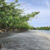 Philippines, Palawan, Aroma Beach, trees