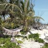 Bahamas, Andros, Robby's Beach, hammock