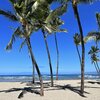 Hawaii, Auberge beach, palms