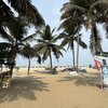 India, Kerala, Marari beach, palms