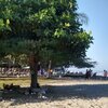 Colombia, Santa Marta, Cienaga beach, trees