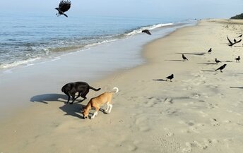 India, Kerala, Pollethai beach