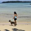 Philippines, Palawan, Dulugan beach, dog