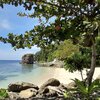 Philippines, Palawan, Sorex beach, tree