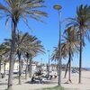 Spain, Valencia, Patacona beach, palms