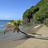 Venezuela, Playa Negra beach, fallen palm