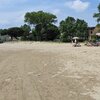 Italy, Veneto, Caorle beach, trees