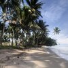 Philippines, Palawan, Sumurum beach, palms