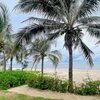 Vietnam, Vung Tau, Long Hai beach, palms