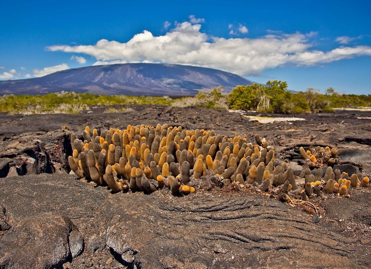 Fernandina island, Galapagos islands, Ecuador - Ultimate guide