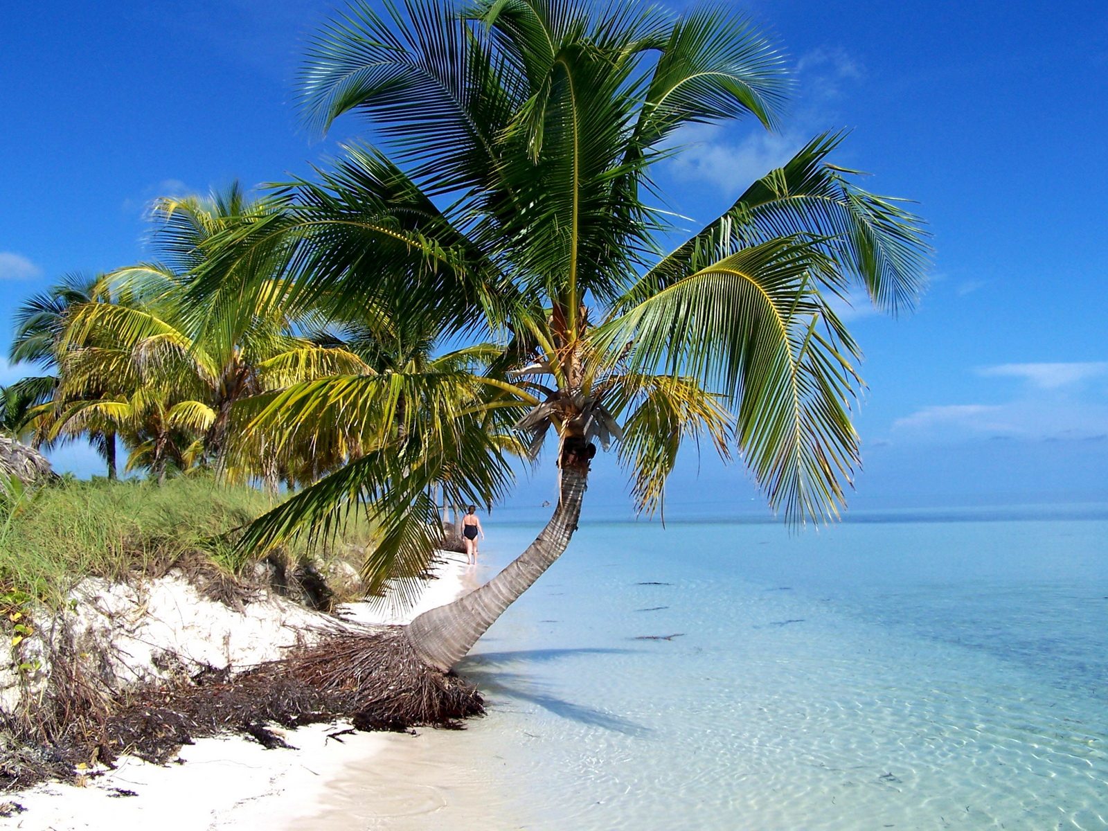 Кайо Коко пляж пальмы